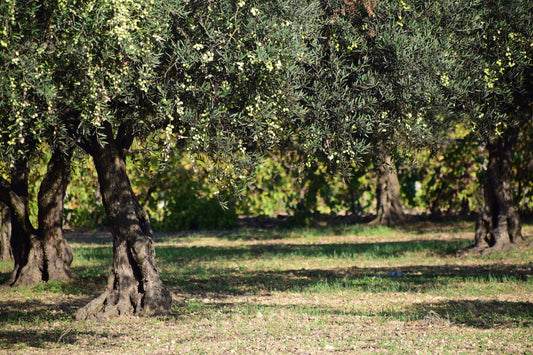 Aceite de Oliva en Cosmética Natural SIVIDAL